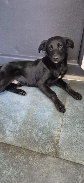 Szczeniak chłopczyk około 5 miesięcy