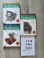Sobotta mianownictwo angielskie