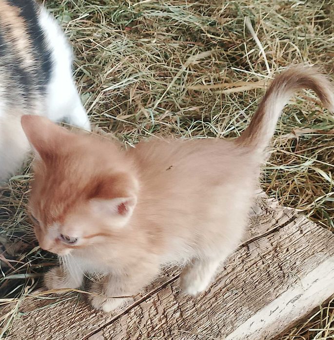 Oddam kotki w dobre ręce!!!