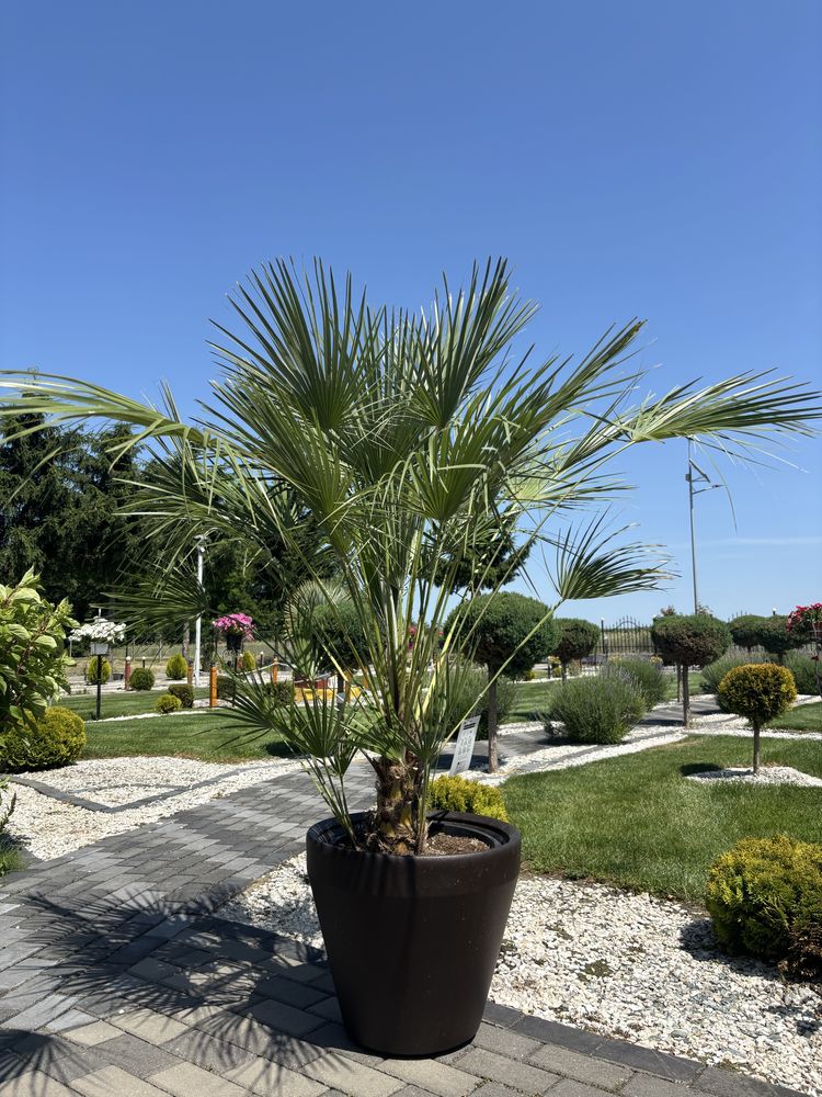 Chamaerops Humilis