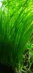 Vallisneria - Nurzaniec