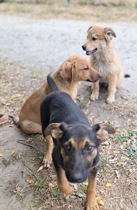 Щенята Барі, Тері і Роні шукають дім