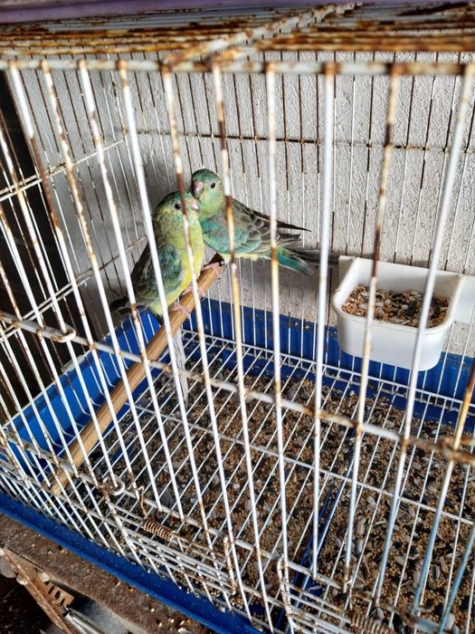 Caturras, red rumpd e rolas diamante castanhas