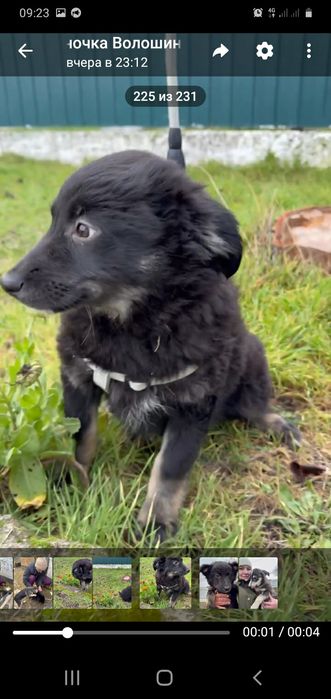 Шукає родину цуценя