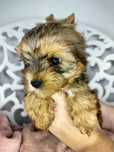Yorkshire Terrier, Ocean Pearl, suka