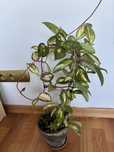 Hoya carnosa tricolor