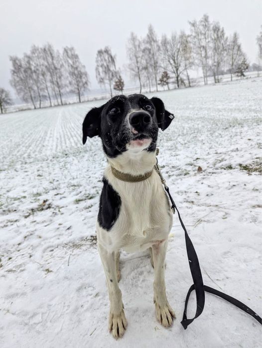 Mućek – łaciaty przystojniak z wielkim sercem szuka swojego człowieka
