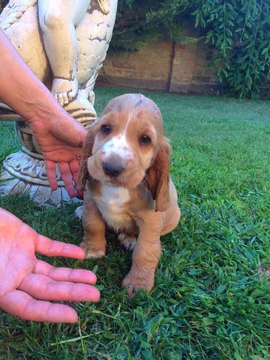 Руда кокер-спаніель — спокійне цуценя з красивими породними лініями