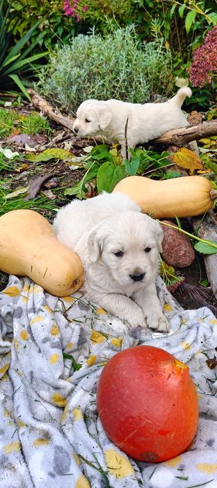 Golden retriever szczenię- ostatni piesek
