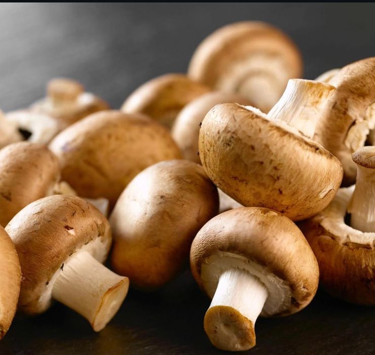 Міцелій королівських шампіньйон