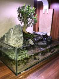 Las w szkle, mini ecosystem, bonsai z mini wodospadem