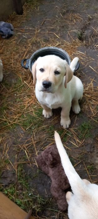 Szczeniaki labrador retriever