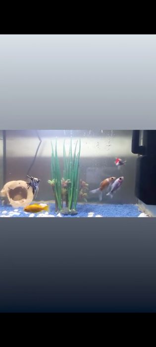 Aquario com peixes de agua fria