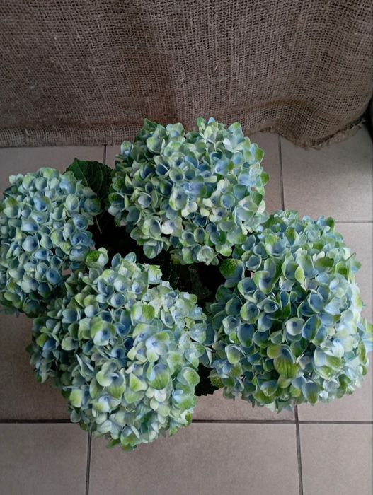 Кімнатні рослини,квіти.Гортензія.Послуги: Пересадка Догляд