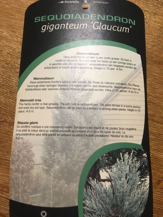 Mamutowiec olbrzymi - drzewo iglaste