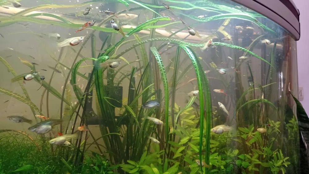 Vendo guppies macho adultos