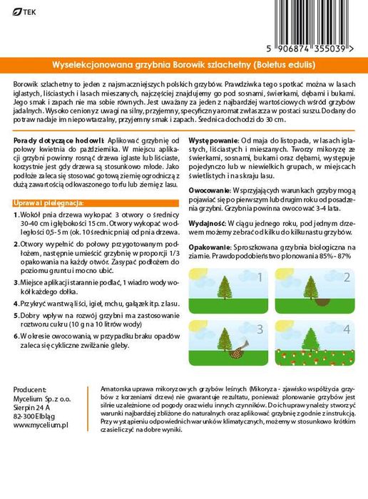 Borowik Szlachetny, Prawdziwek - grzybnia grzyby leśne
