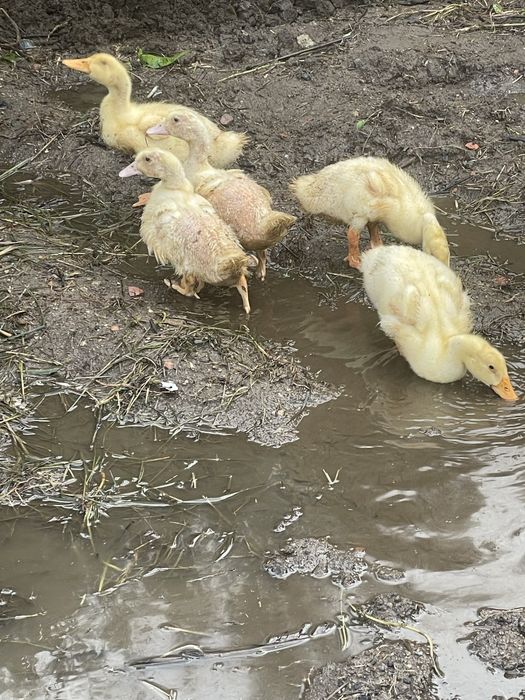 Frangos, Galos e patos