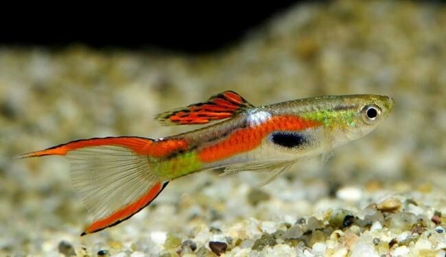 Peixes m / f  endlers