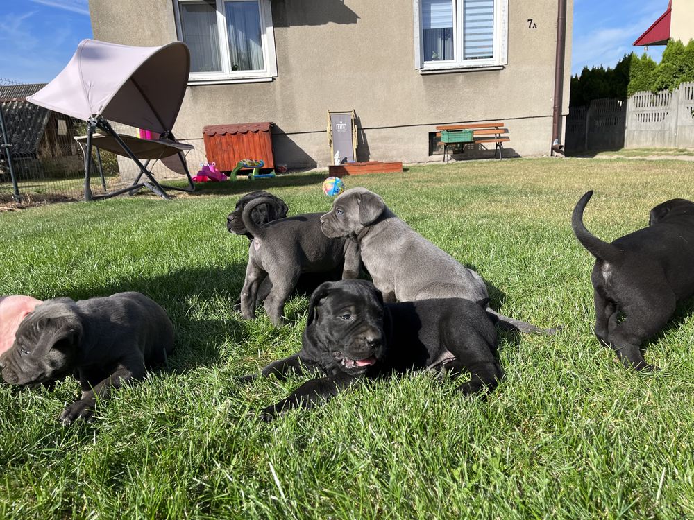 Cane Corso suczka