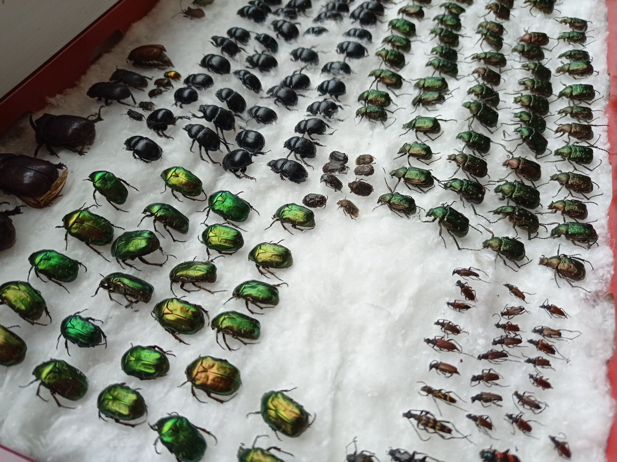 Колекція комах жуки насекомые