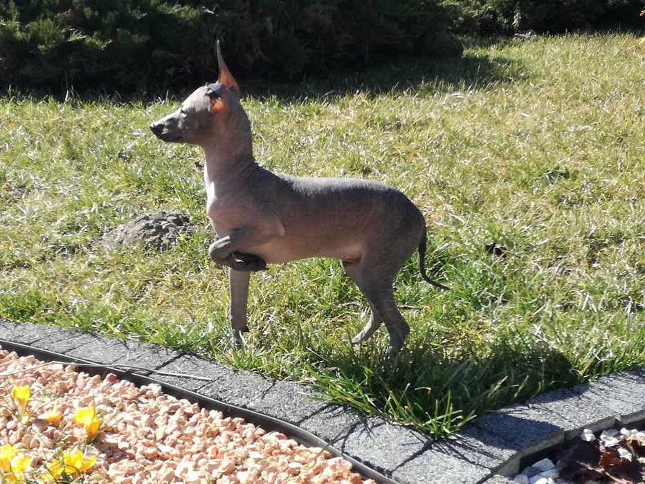 Nagi Pies Meksykański miniaturowy   Riki Xolo Badania DNA