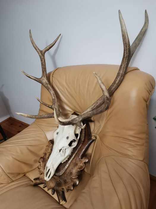 Poroże Jelenia bardzo ładne