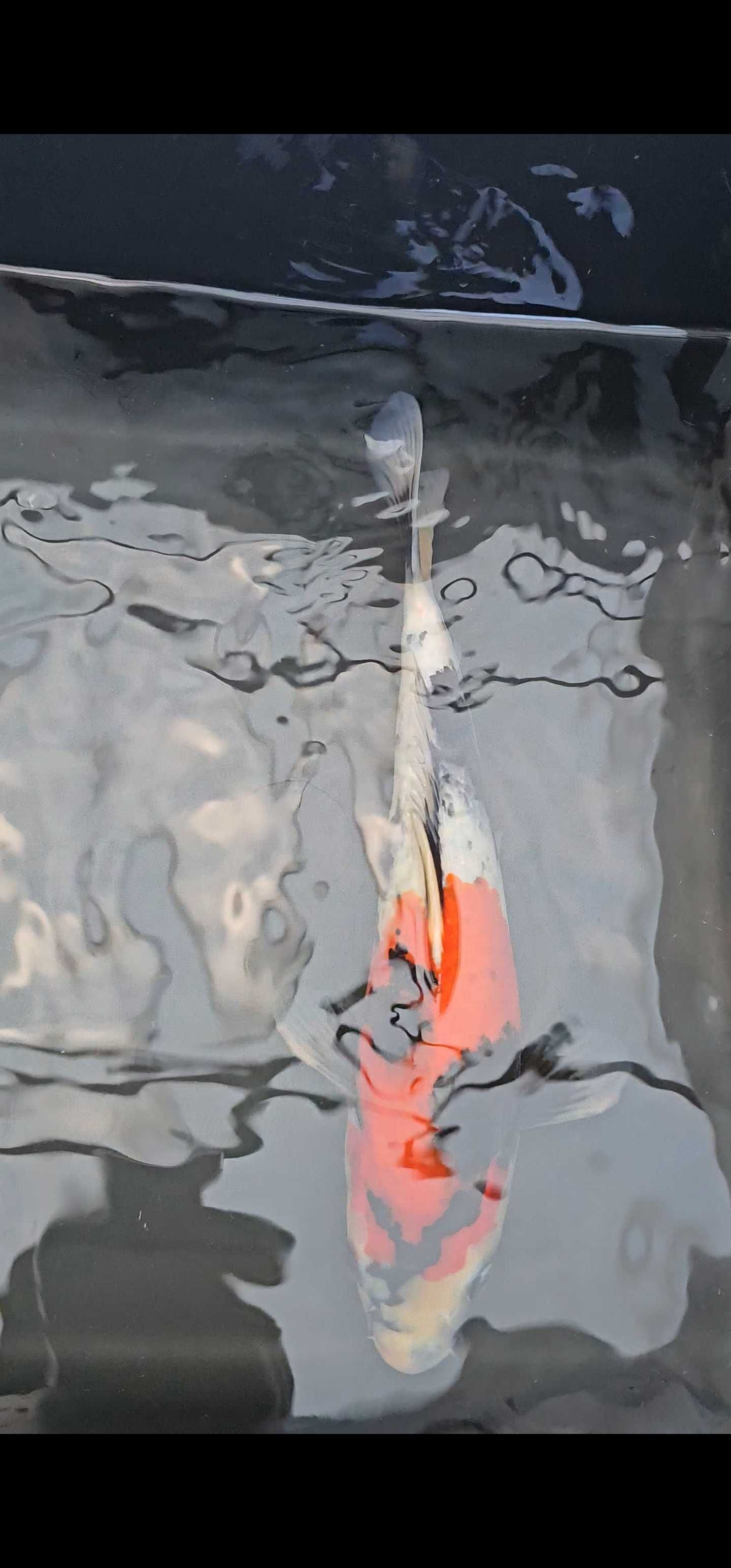Carpa koi showa 35cm