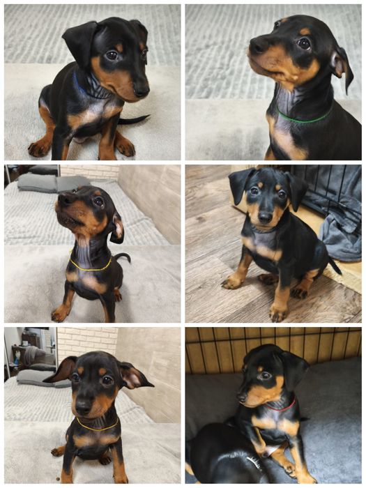 Хлопчики Цвергпінчери народилися 27.08.25 торг