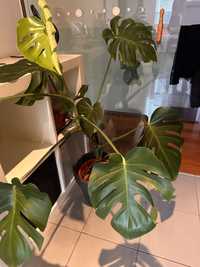 Planta monstera - oferta