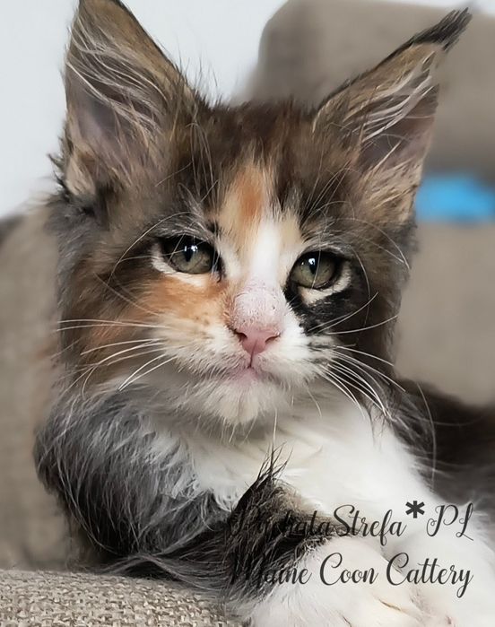 Maine coon rodowód Fife Fpl
