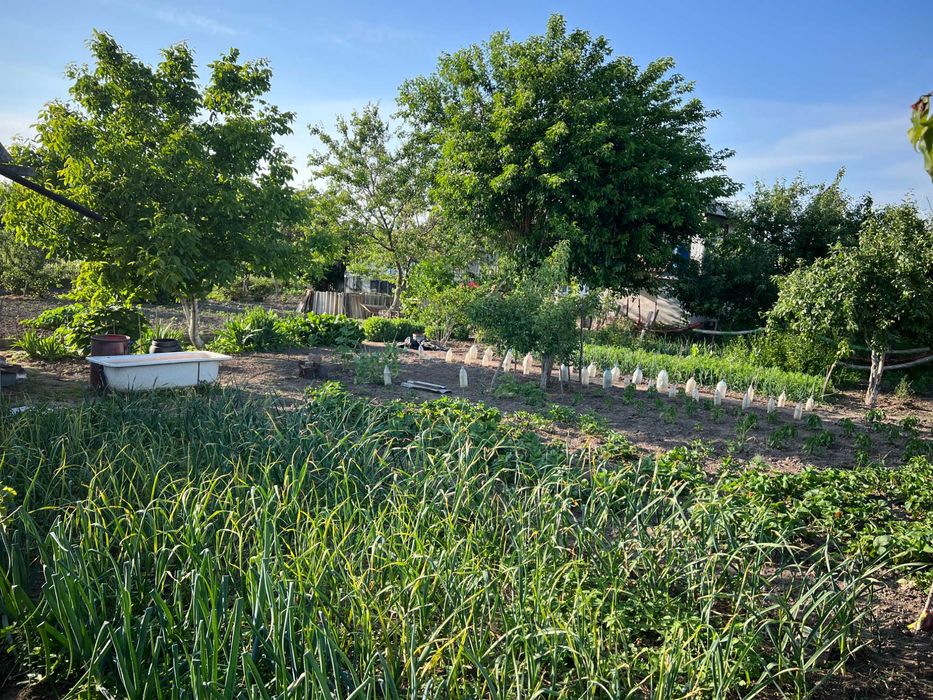 Продається будинок в селі Буки, Білоцерківського району.