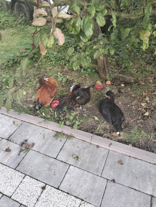 Kurki czubatki ozdobne