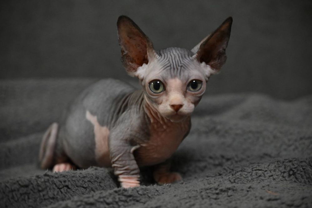 Бамбино.Мальчик.Канадский сфинкс