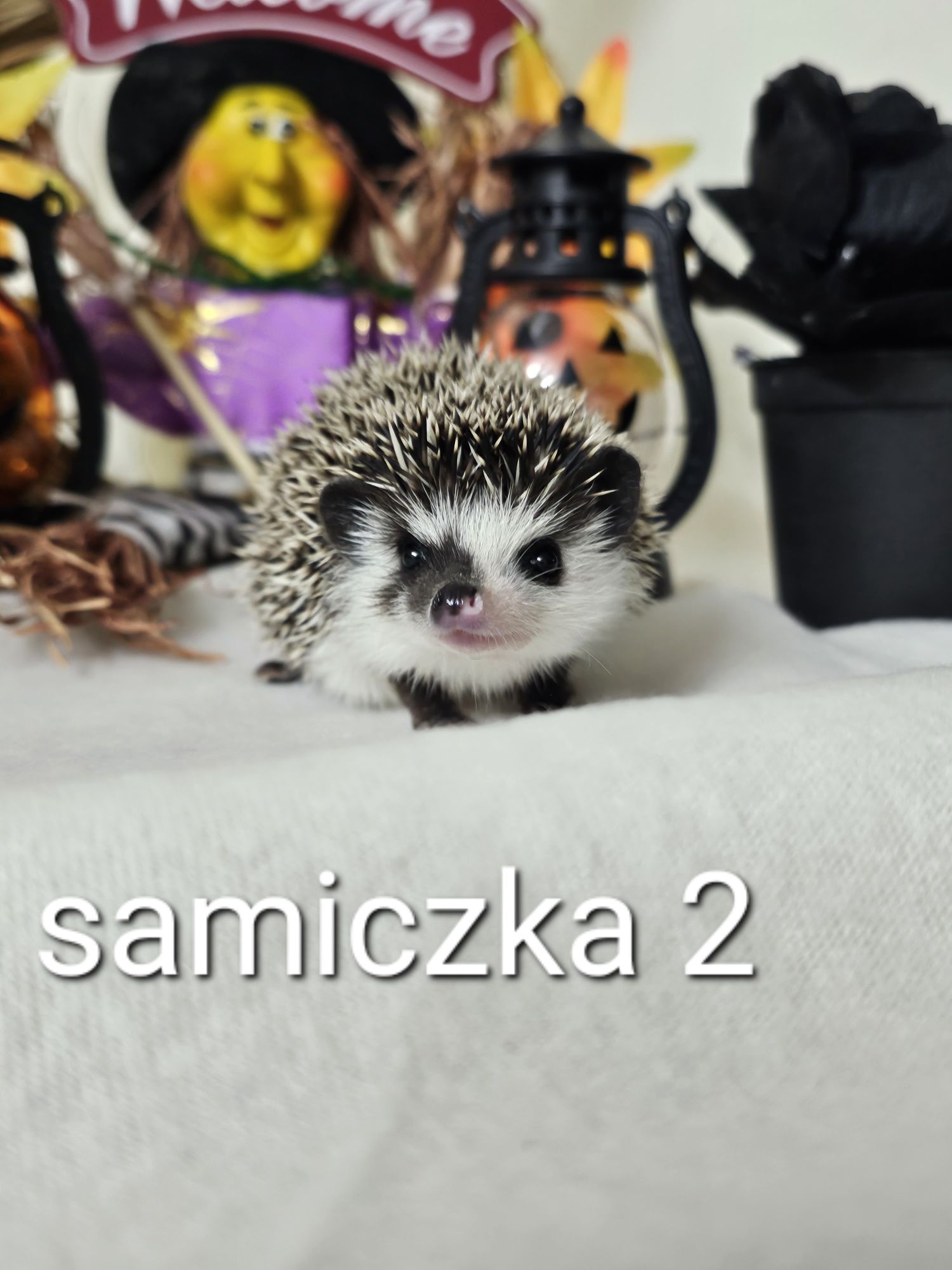 Jez pigmejski jez afrykanski