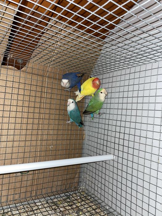 Agapornis roseicollis