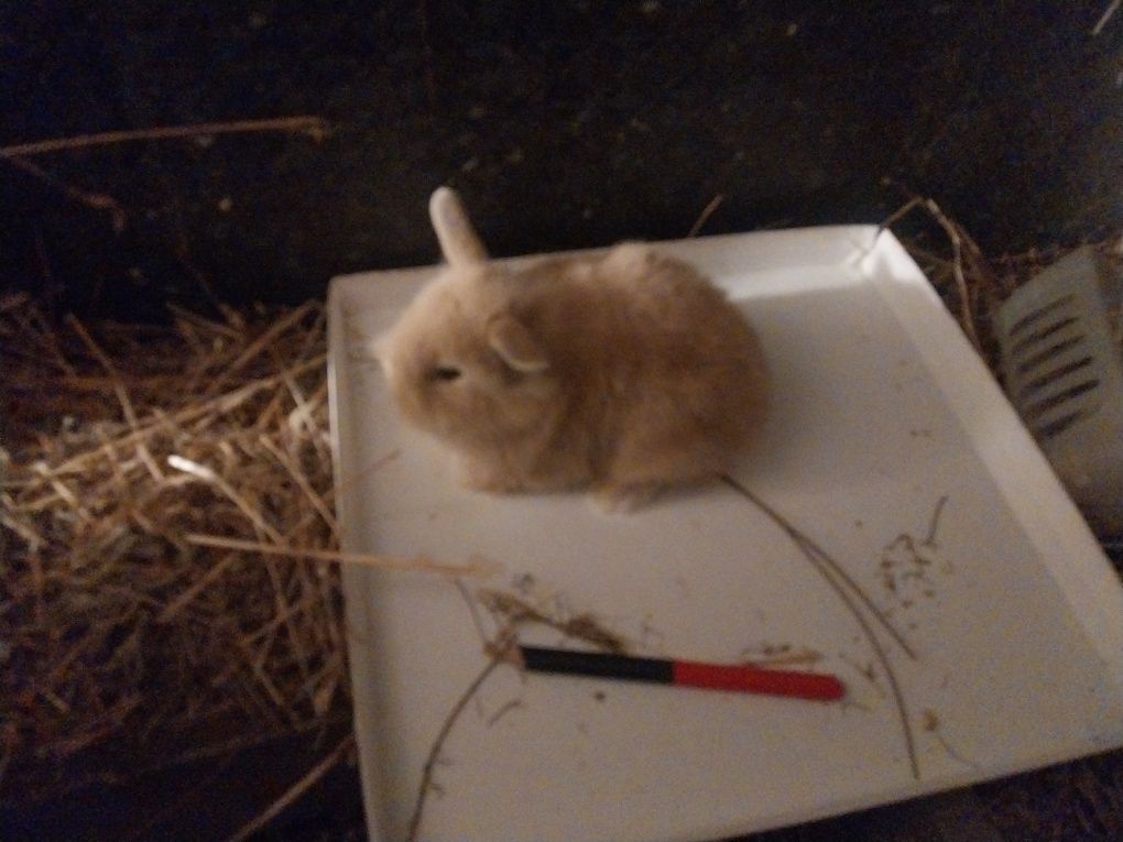 Coelhos anões angorá