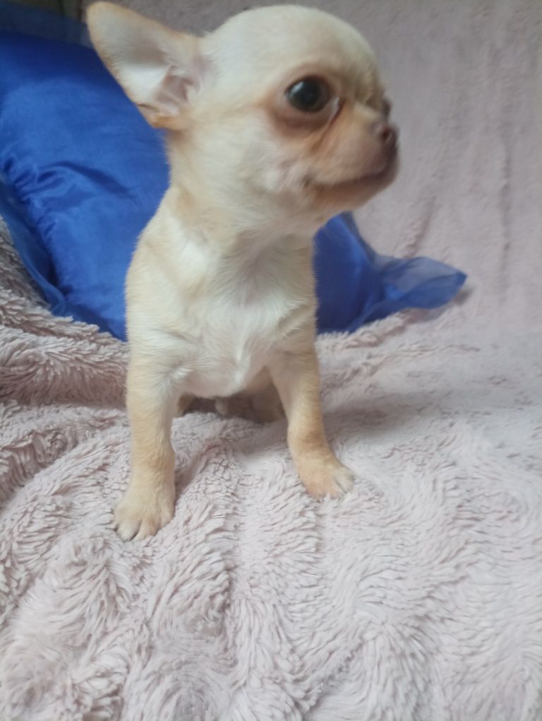 Chiuhauha cudo piesek