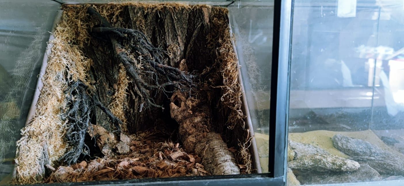 Terrarium szklane potrójne z wyposażeniem skorpion pająk 3w1