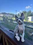 Piekne Devon Rex