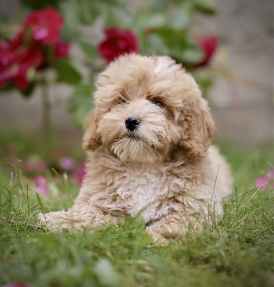 Śliczne szczenięta maltipoo