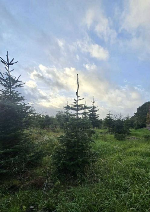 jodła kaukaska 1.70-2.50 świerki choinki