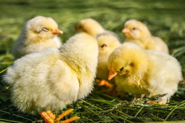 Когутики Півники Півні Птиця Циплята Курчата Несушка Ломан Браун Сенді