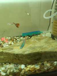 Peixe Guppy dragon