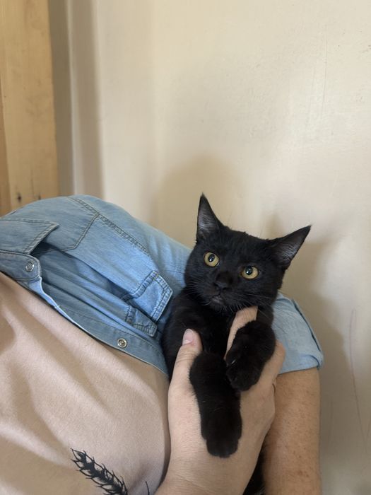 Кошенятка шукають найкращий дім