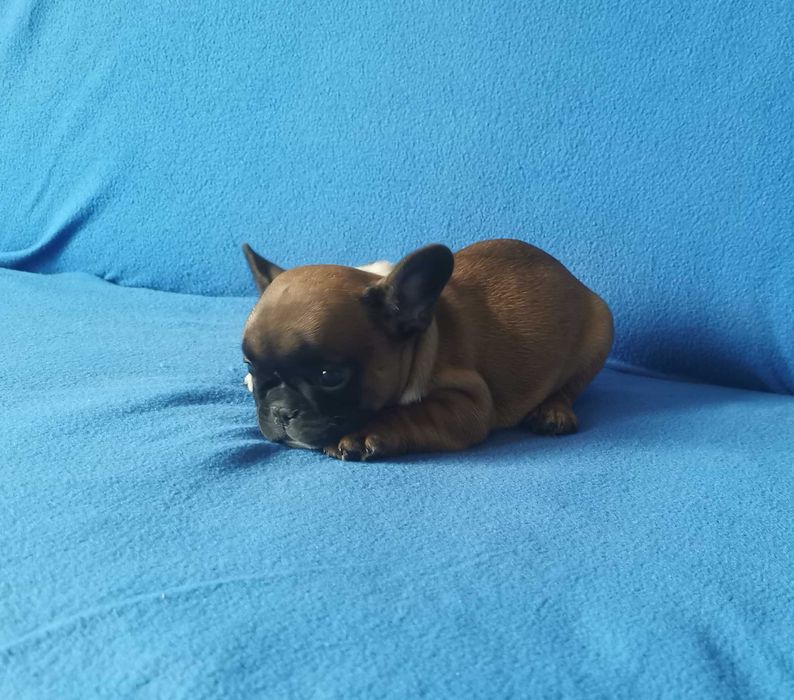 Dziewczynka  BULDOG FRANCUSKI !!