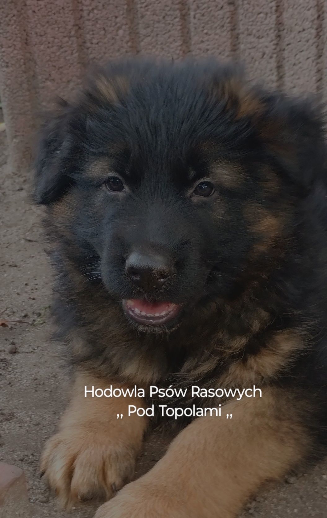 POTĘŻNY/Owczarek niemiecki długowłosy