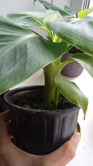 Банан кімнатний карликовий