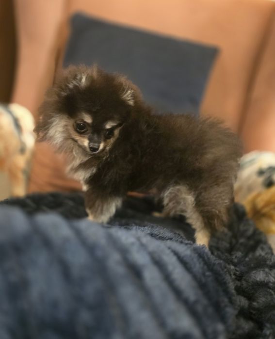 Pomeranian xxs szpic miniaturowy dziewczynka ostatnia