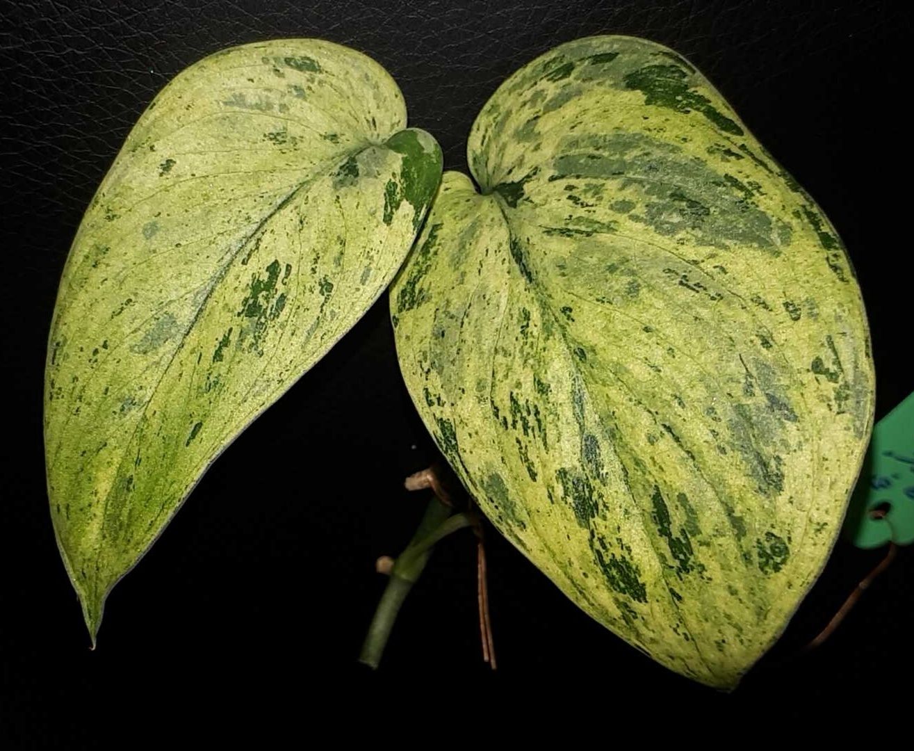 Scindapsus jade satin marble queen